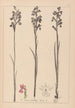 Herbier de la flore française Pl1035 - Louis Antoine Cusin — Ansicht des Kunstwerks
