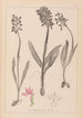 Herbier de la flore française Pl1037 - Louis Antoine Cusin — Ansicht des Kunstwerks