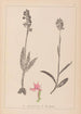 Herbier de la flore française Pl1038 - Louis Antoine Cusin — Ansicht des Kunstwerks