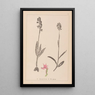 Louis Antoine Cusin - Herbier de la flore franaise Pl1038.webp
