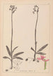 Herbier de la flore française Pl1039 - Louis Antoine Cusin — Ansicht des Kunstwerks