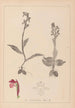 Herbier de la flore française Pl1040 - Louis Antoine Cusin — Ansicht des Kunstwerks