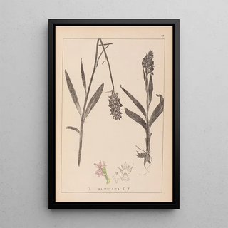 Louis Antoine Cusin - Herbier de la flore franaise Pl1043.webp