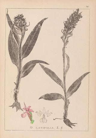 Louis Antoine Cusin - Herbier de la flore franaise Pl1044.webp