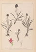 Herbier de la flore française Pl1046 - Louis Antoine Cusin — Ansicht des Kunstwerks