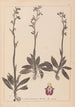 Herbier de la flore française Pl1049 - Louis Antoine Cusin — Ansicht des Kunstwerks