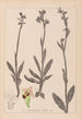 Herbier de la flore française Pl1050 - Louis Antoine Cusin — Ansicht des Kunstwerks