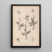 Herbier de la flore française Pl1052 - Louis Antoine Cusin — gerahmtes Bild an der Wand