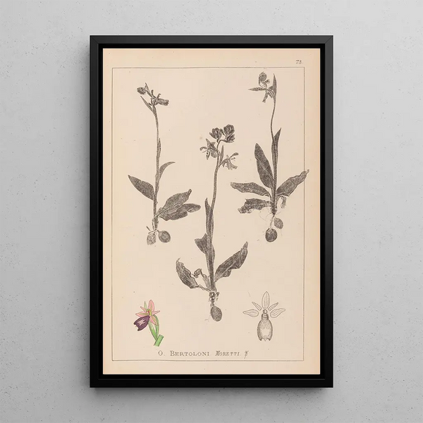 Louis Antoine Cusin - Herbier de la flore franaise Pl1052.webp