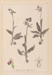 Herbier de la flore française Pl1052 - Louis Antoine Cusin — Ansicht des Kunstwerks