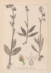 Herbier de la flore française Pl1054 - Louis Antoine Cusin — Ansicht des Kunstwerks