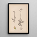 Herbier de la flore française Pl1055 - Louis Antoine Cusin — gerahmtes Bild an der Wand