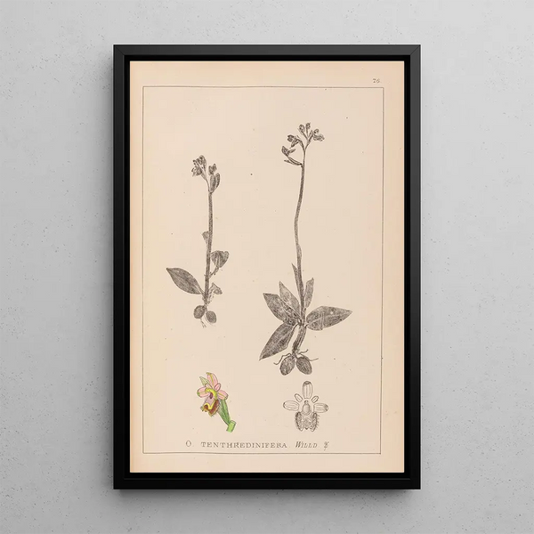 Louis Antoine Cusin - Herbier de la flore franaise Pl1055.webp