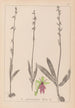 Herbier de la flore française Pl1056 - Louis Antoine Cusin — Ansicht des Kunstwerks