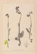 Herbier de la flore française Pl1057 - Louis Antoine Cusin — Ansicht des Kunstwerks
