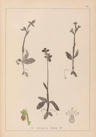 Louis Antoine Cusin - Herbier de la flore franaise Pl1058.webp