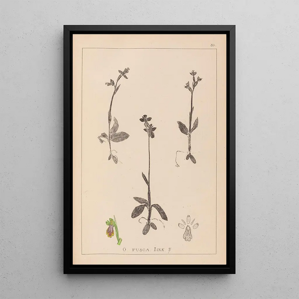 Louis Antoine Cusin - Herbier de la flore franaise Pl1058.webp