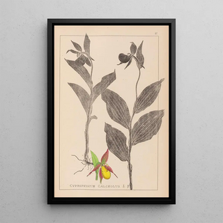 Louis Antoine Cusin - Herbier de la flore franaise Pl1059.webp