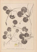 Herbier de la flore française Pl1060 - Louis Antoine Cusin — Ansicht des Kunstwerks