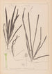 Herbier de la flore française Pl1062 - Louis Antoine Cusin — Ansicht des Kunstwerks