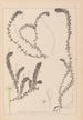 Herbier de la flore française Pl1063 - Louis Antoine Cusin — Ansicht des Kunstwerks