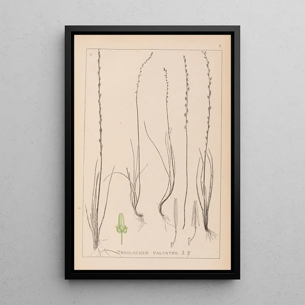 Louis Antoine Cusin - Herbier de la flore franaise Pl1064.webp