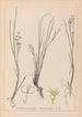 Herbier de la flore française Pl1067 - Louis Antoine Cusin — Ansicht des Kunstwerks