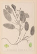 Herbier de la flore française Pl1068 - Louis Antoine Cusin — Ansicht des Kunstwerks