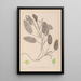 Herbier de la flore française Pl1068 - Louis Antoine Cusin — gerahmtes Bild an der Wand