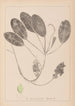 Herbier de la flore française Pl1069 - Louis Antoine Cusin — Ansicht des Kunstwerks