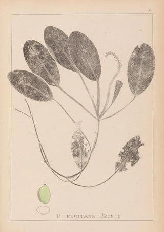 Louis Antoine Cusin - Herbier de la flore franaise Pl1069.webp