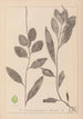 Herbier de la flore française Pl1075 - Louis Antoine Cusin — Ansicht des Kunstwerks