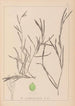 Herbier de la flore française Pl1081 - Louis Antoine Cusin — Ansicht des Kunstwerks
