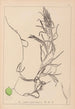 Herbier de la flore française Pl1083 - Louis Antoine Cusin — Ansicht des Kunstwerks