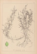 Herbier de la flore française Pl1084 - Louis Antoine Cusin — Ansicht des Kunstwerks