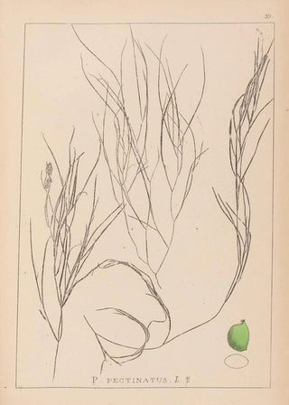 Louis Antoine Cusin - Herbier de la flore franaise Pl1086.webp