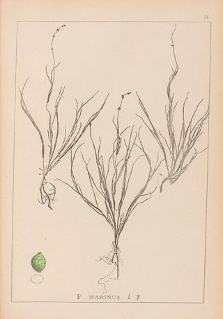 Louis Antoine Cusin - Herbier de la flore franaise Pl1087.webp