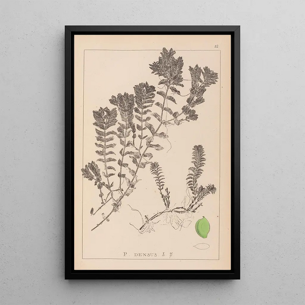 Louis Antoine Cusin - Herbier de la flore franaise Pl1088.webp