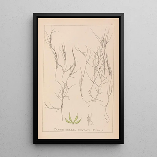 Louis Antoine Cusin - Herbier de la flore franaise Pl1090.webp