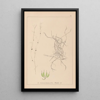 Louis Antoine Cusin - Herbier de la flore franaise Pl1091.webp