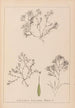 Herbier de la flore française Pl1093 - Louis Antoine Cusin — Ansicht des Kunstwerks