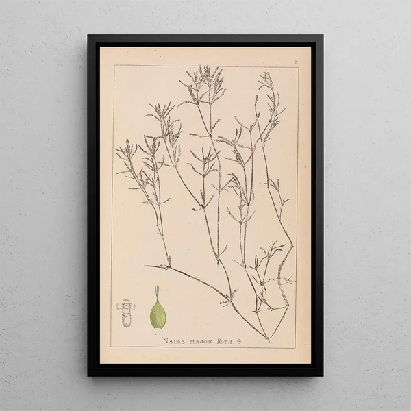 Louis Antoine Cusin - Herbier de la flore franaise Pl1094.webp