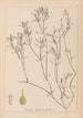 Herbier de la flore française Pl1094 - Louis Antoine Cusin — Ansicht des Kunstwerks