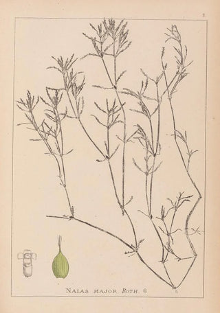 Louis Antoine Cusin - Herbier de la flore franaise Pl1094.webp