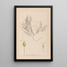 Herbier de la flore française Pl1095 - Louis Antoine Cusin — gerahmtes Bild an der Wand