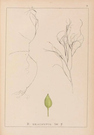 Louis Antoine Cusin - Herbier de la flore franaise Pl1097.webp
