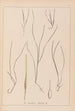 Herbier de la flore française Pl1099 - Louis Antoine Cusin — Ansicht des Kunstwerks