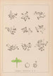 Herbier de la flore française Pl1100 - Louis Antoine Cusin — Ansicht des Kunstwerks