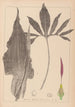 Herbier de la flore française Pl1104 - Louis Antoine Cusin — Ansicht des Kunstwerks