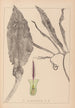 Herbier de la flore française Pl1105 - Louis Antoine Cusin — Ansicht des Kunstwerks